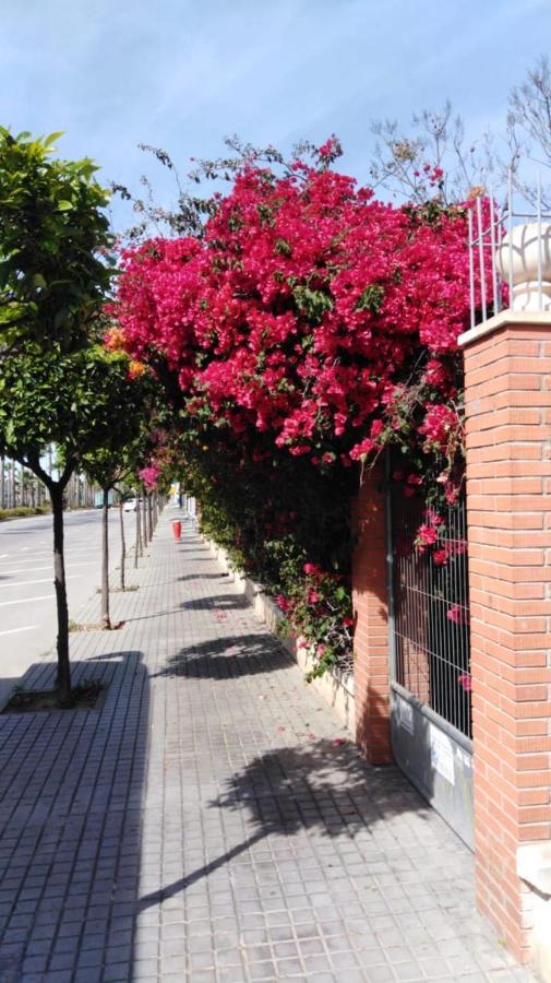 Estudio Comodo En Torrevieja Eksteriør billede